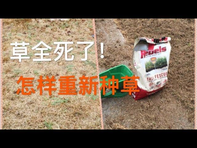 秋天维护草坪之二：草全死了怎样种新草？草全被粘虫（armywarms)咬死了必须重新种 Lawn care in the Fall: New lawn