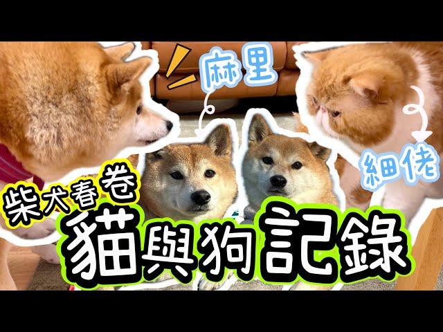 【大反差】柴犬春卷與貓貓及狗狗相處大不同 @shibaharumaki #柴犬 #貓 #shiba