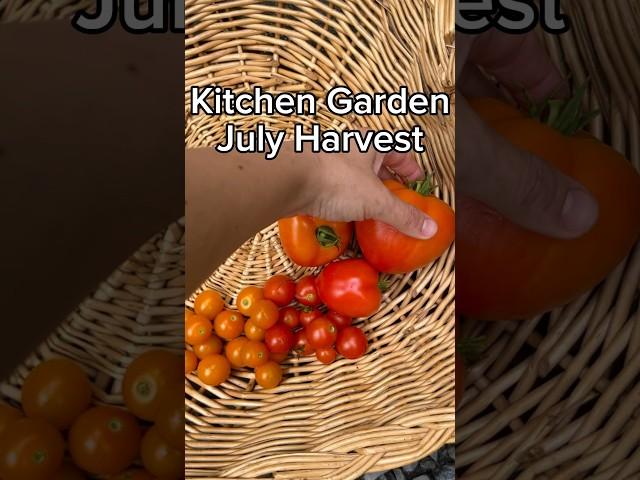 Atlanta suburban garden harvest and tips   #gardening #zone8a