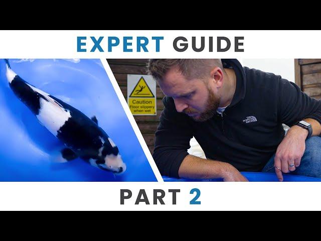 Expert Guide to Selecting Okawa Shiro Utsuri Koi Fish | Part 2