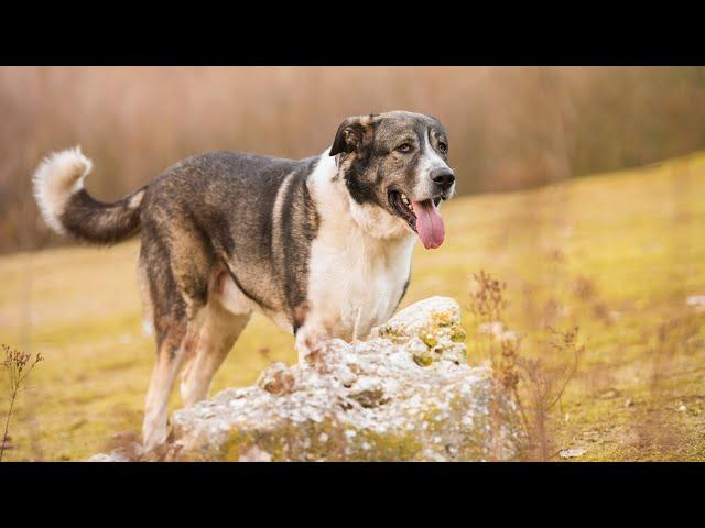 THE SPANISH MASTIFF - IF THE BIG DOG DANGEROUS WITH KIDS?