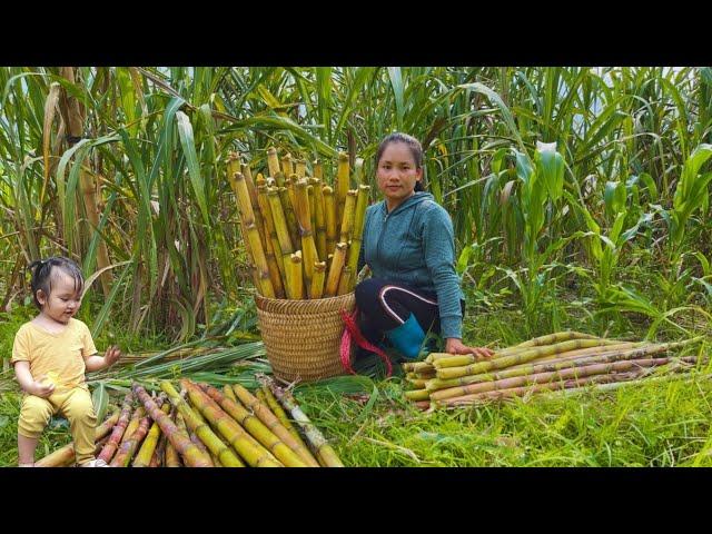 Harvest sugarcane, make traditional molasses