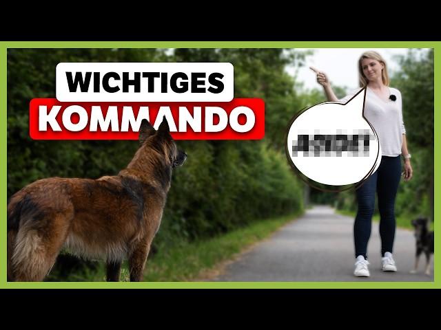 Wichtiges KOMMANDO für mehr Sicherheit auf dem Spaziergang (schnell & zuverlässig aufbauen)