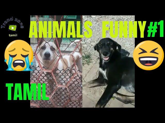 Animals funny video collection #1,tamil trend zone,fully enjoy