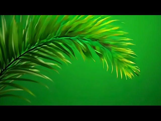 plam leaves green screen moving effects | tropical leaves background video