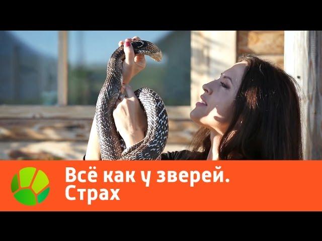 Все как у зверей. Страх | Живая Планета