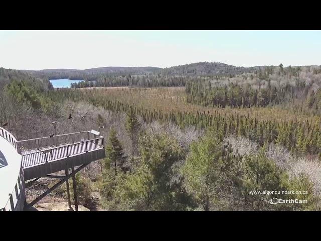 Algonquin Park Vultures 'Carrion' Without Visitors! (www.algonquinpark.on.ca)