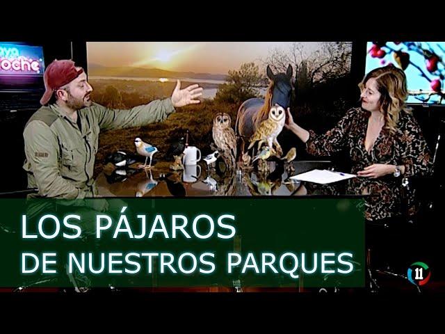 Los pájaros de nuestros parques - Entrevista en 11TV