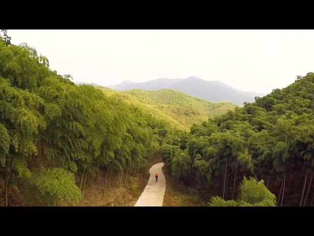 EXPLORING MOGANSHAN BAMBOO FOREST