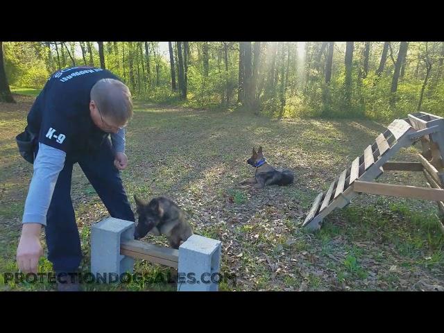 Puppy German Shepherd 14 Wk "Sage" Early Obedience Training Super Dog Elite Level Development