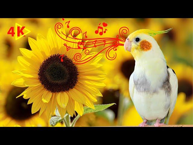 4K Videos for Training Your Cockatiel and Parrots to Sing with sunflower BG