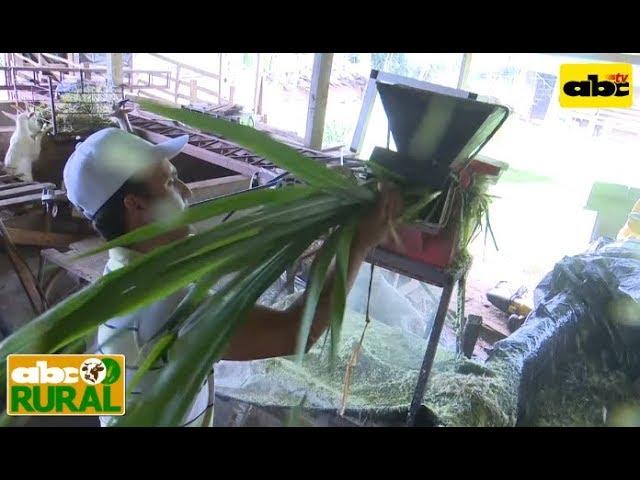 ABC Rural Programa 16: Preparación de ensilado c/ pasto Maralfalfa