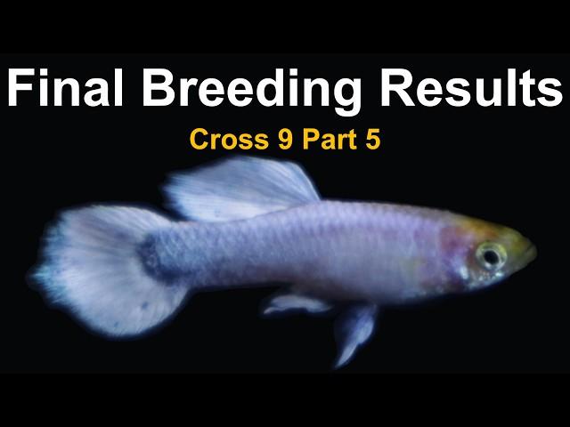 Cross 9 Part 5 – Small Fish Tank Tour and Final Phenotypic Results from a Snow White Guppy Breeding