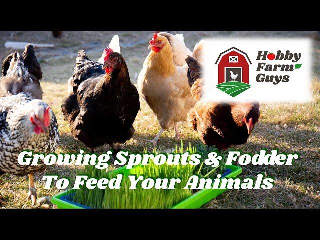 Growing Sprouts & Fodder to Feed Your Livestock & Poultry