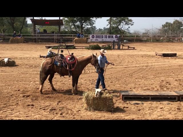 Ashir Kol & Custom Jac Diamond - Extreme Cowboy Race - Novice Horse - 1st place - Vered Hagalil 2019