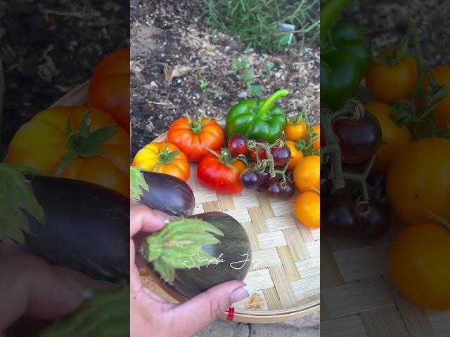 My Mini Garden. ABUNDANCE! #motivation #aussielife #gardens #veggies #thankful