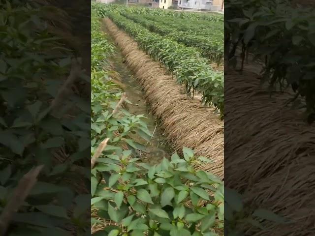 What A Great Idea Pepper Farming #satisfying #shot