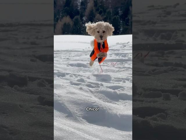 The Snow Madman ️ #funny #dog #funnydog #dog #funny