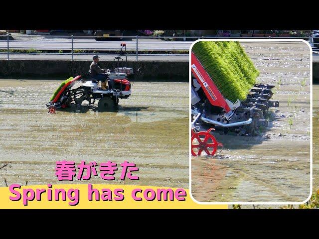【働く車】春が来た(Spring has come)「今年も恒例の田植え、美味しいお米になあれ」#働く車 #田植機 #お米