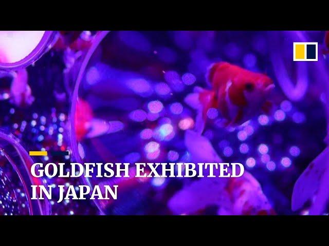 30,000 goldfish on display in Japan as part of popular art exhibition’s latest show