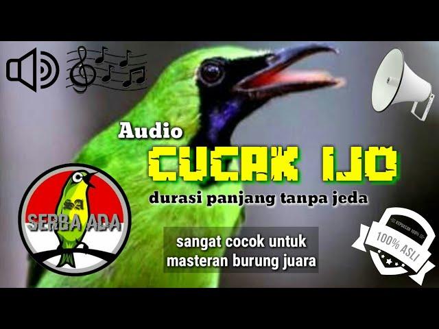 NEW!!! MASTERAN CUCAK IJO PILIHAN JURI SENASIONAL JUARA NO. 1 FULL ISIAN JERNIH #cucakijo #juara