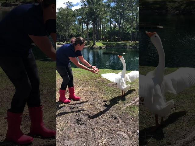 Quackers ....Goose who only loves humans at Rescue Life