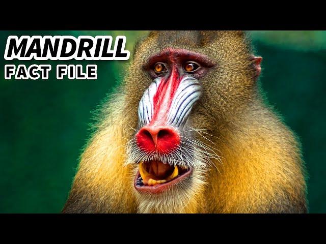 Mandrill Facts: NOT a BABOON  Animal Fact Files