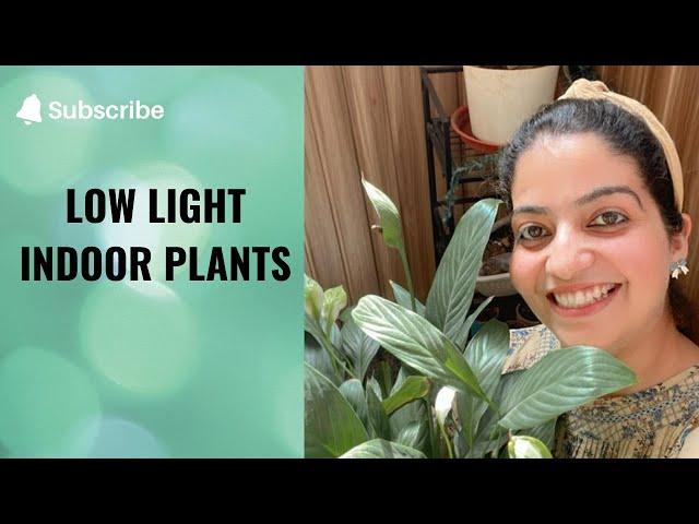 Best Low Light Indoor Plants | पौधे जो कम रोशनी में घर के अंदर उगते हैं #Shorts