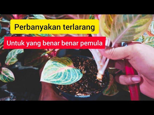 Perbanyakan terlarang untuk  yang benar benar para pemula#aglaonema #plants #tanamanhias