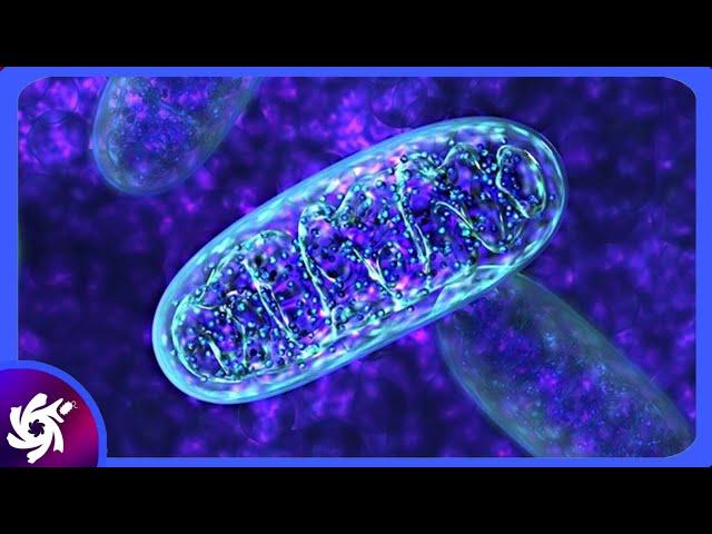 Mitochondria in 3 minutes(SIMPLE)