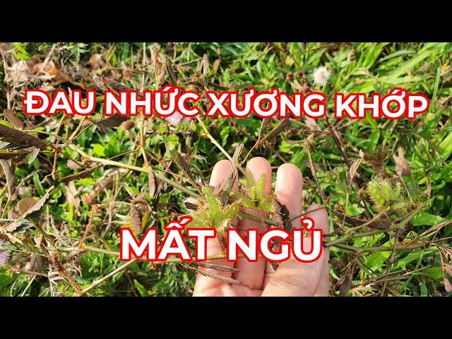 CÂY TRINH NỮ TRỊ MẤT NGỦ, ĐAU NHỨC XƯƠNG KHỚP, HUYẾT ÁP CAO...ĐỠ TỐN TIỀN TRIỆU.