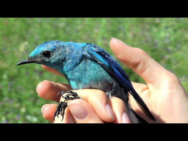 Retrieving a geolocator from a mountain bluebird for migration research