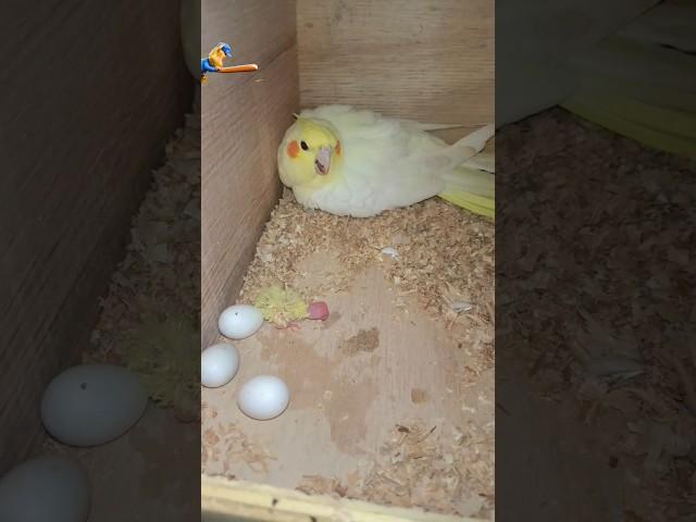 Cockatiel Birds Egg Hatch /Helping Bird's lover community  #birds #minivlog #cockatiel #shortsfeed