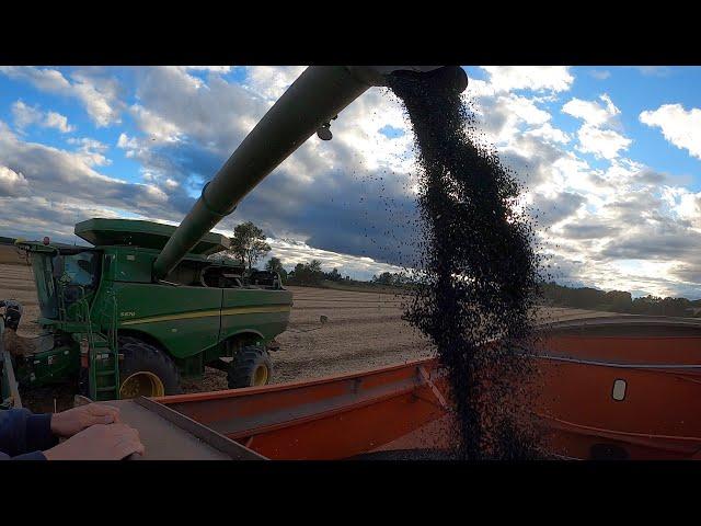 Bean Harvest Struggle Continues