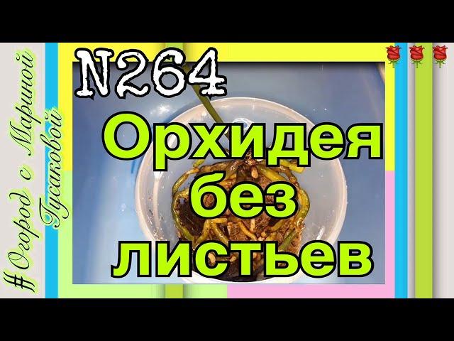 Как спасти Орхидею. ОРХИДЕЯ без листьев и точки роста. Реанимация Орхидеи  часть 1-ая