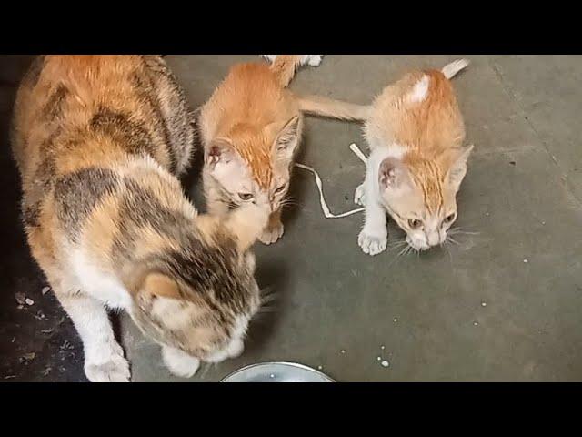 mom cat with 3 kitten