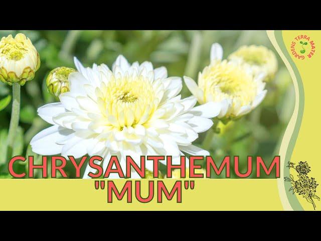 CHRYSANTHEMUM 'MUM' Information & Growing Tips! (Chrysanthemum morifolium)