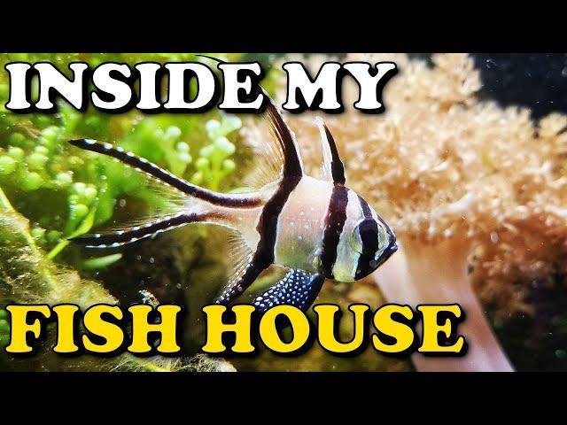 HUGE Macroalgae Reef Tank TOUR | Planted Reef Fish House Update