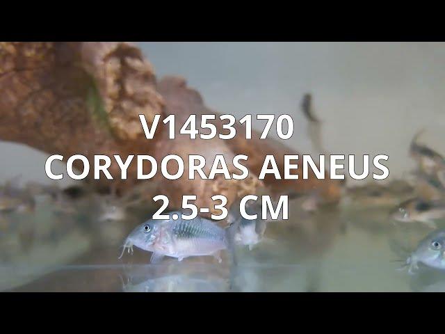 V1453170 | Corydoras Aeneus 2,5-3 cm