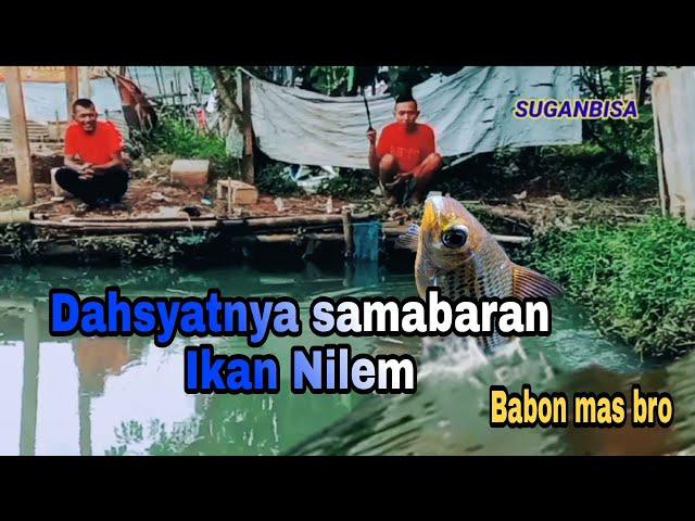 Sambaran ikan nilem @mancingmania8770