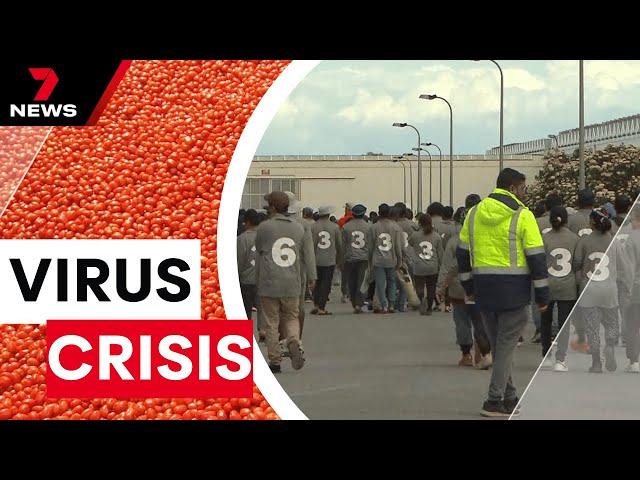 Tomato virus crisis: Hundreds of Perfection Fresh workers sacked | 7NEWS