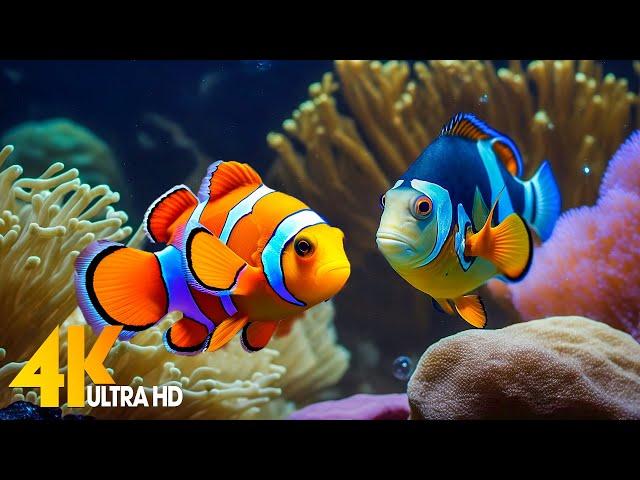 Aquarium 4K VIDEO (ULTRA HD)  Beautiful Coral Reef Fish - Relaxing Sleep Meditation Music #20