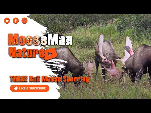 Have You Ever Seen THREE Bull Moose Sparring #bullmoose