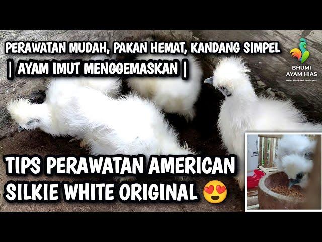 AYAM AMERICAN SILKIE PERAWATAN MUDAH PAKAN HEMAT DAN KANDANG SIMPEL