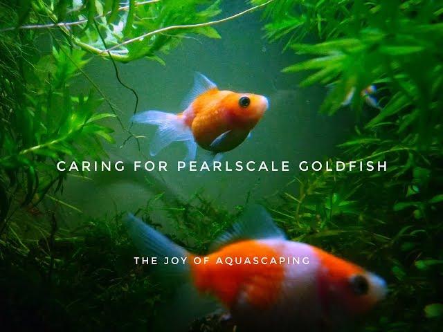 Caring for Pearlscale Goldfish