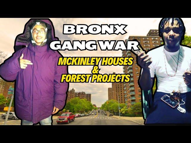 Bronx Gang War -  A Forest & Mckinley Projects Story
