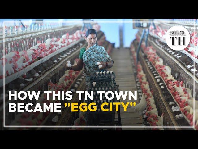 How this TN town became "Egg City" | The Hindu