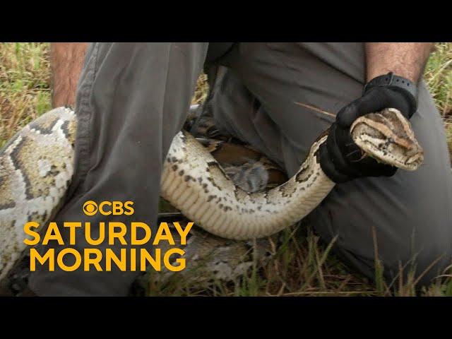 Efforts underway to hunt invasive Burmese pythons in Florida