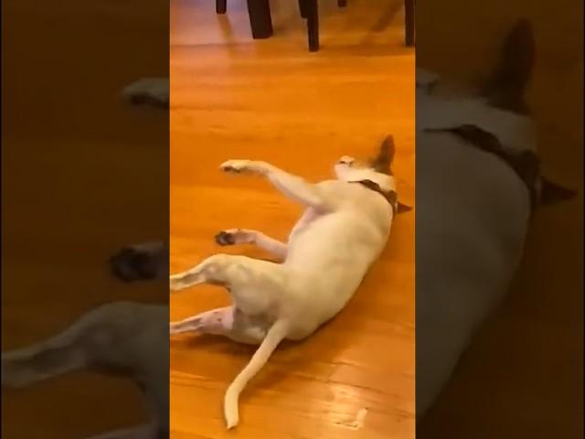 Собака напугалась до смерти #dogs #cats