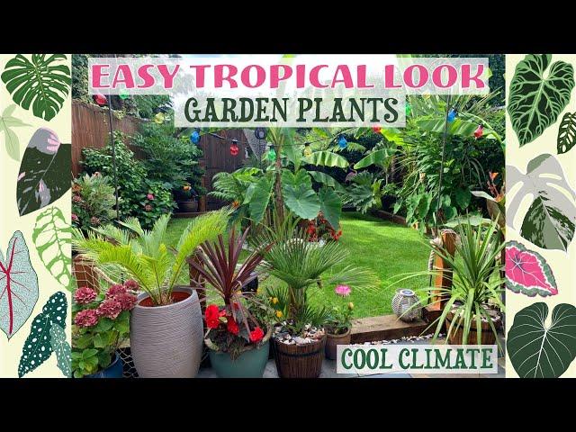 Easy Tropical Look Garden Plants - Hardy/Easy Over-Wintering 